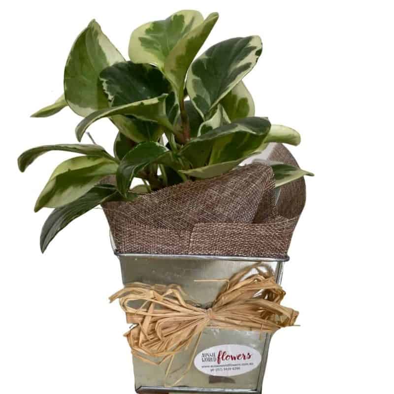small potted plant in tin